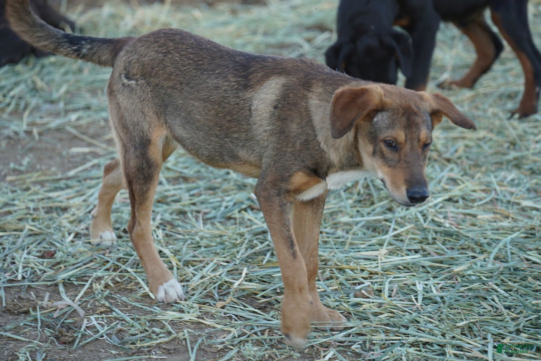 Mixed Breed dogs for sale: Dragon Tiscar Farm Dog - Ad 9