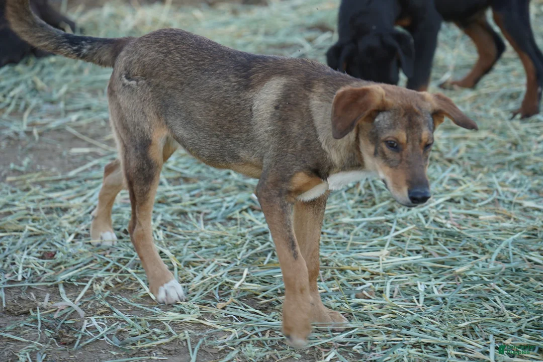 Mixed Breed dogs for sale: Dragon Tiscar Farm Dog - Ad 11