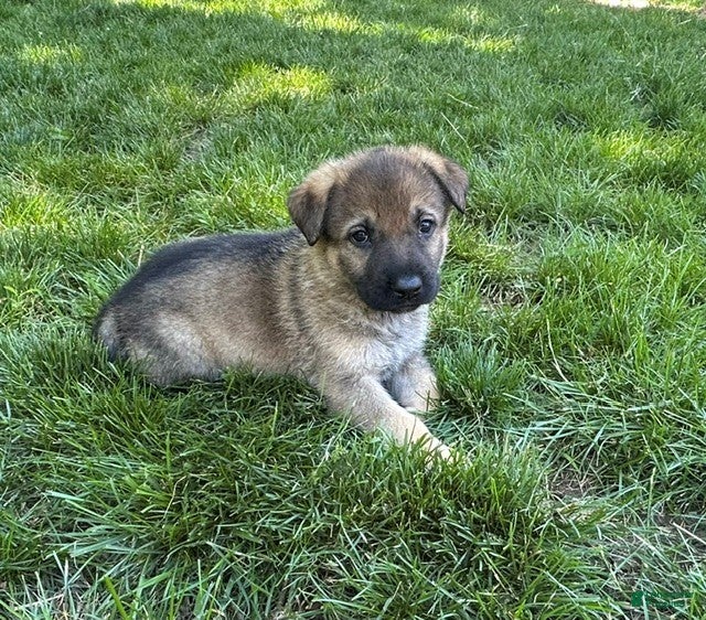 German Shepherd dogs German Shepherd 2 - Ad 2