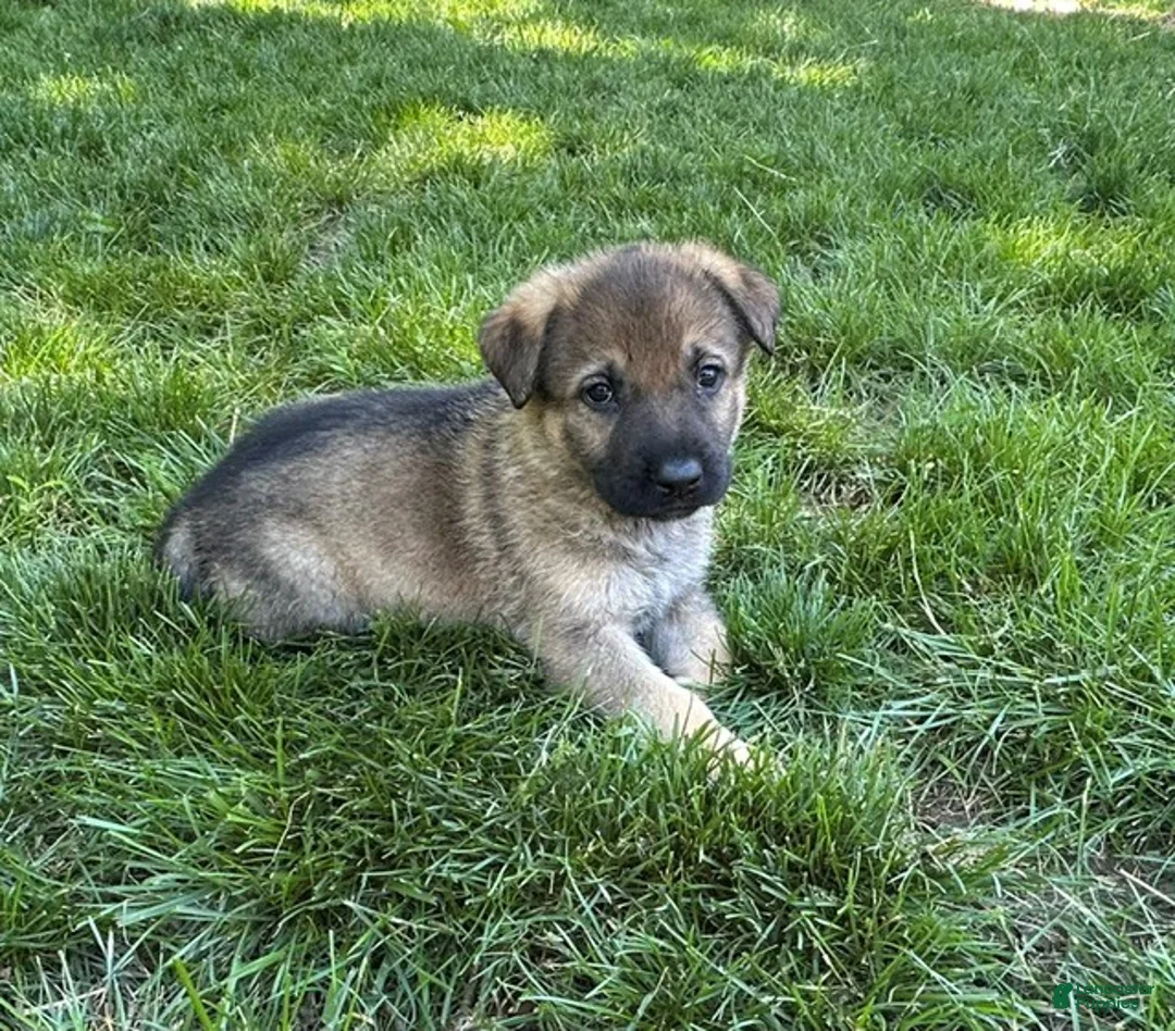 German Shepherd dogs for sale: German Shepherd 2 - Ad 2