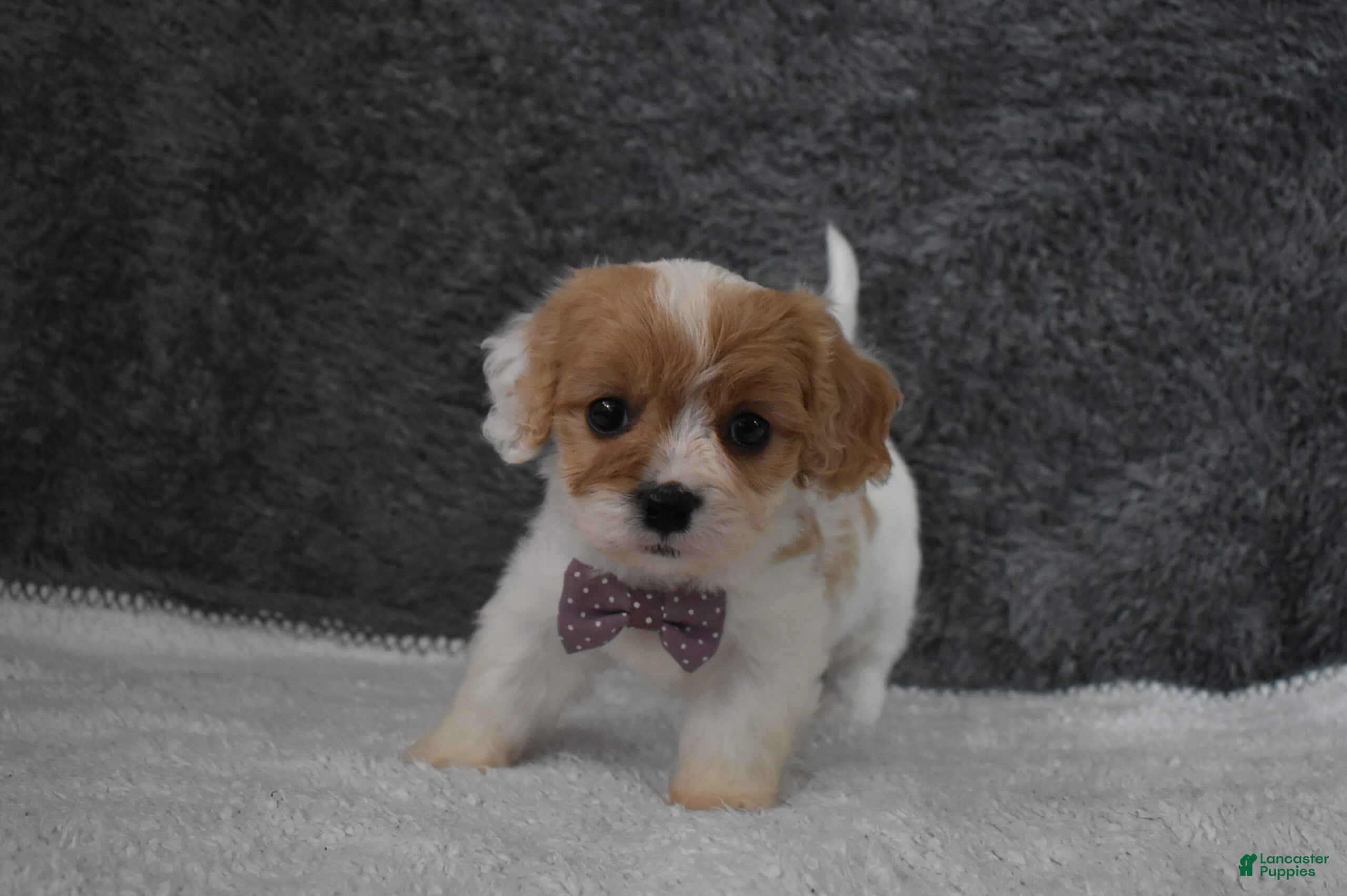 Cavachon dogs Precious  - Ad 2