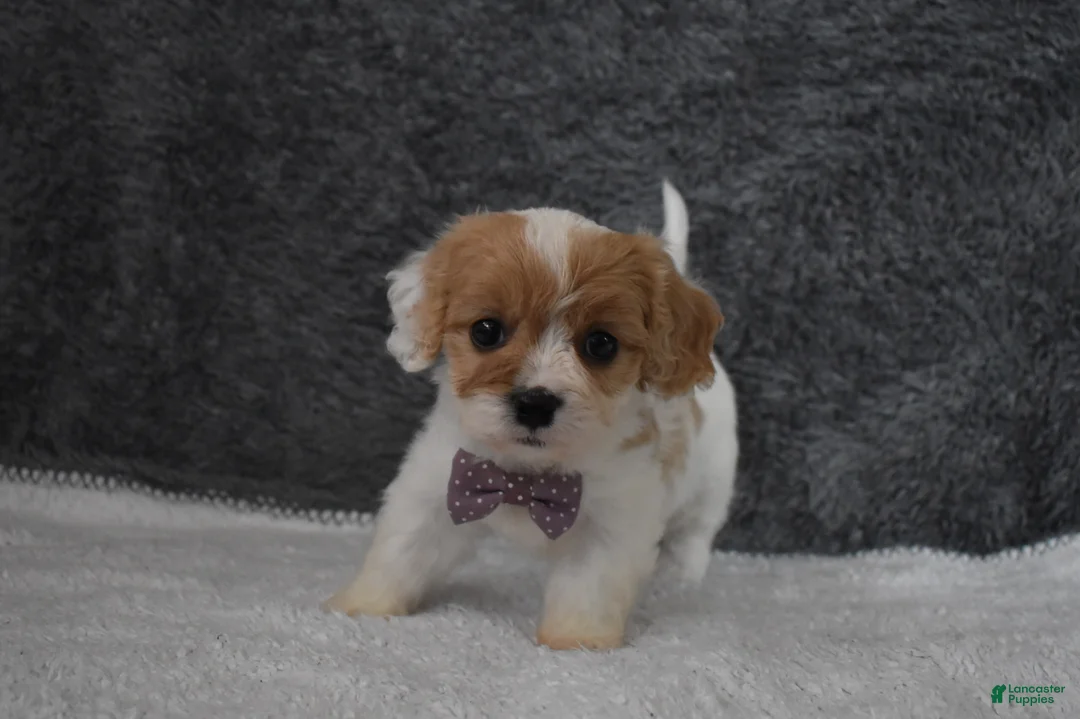 Cavachon dogs for sale: Precious  - Ad 2