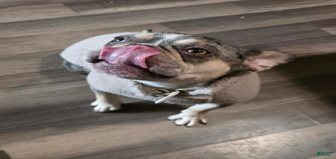 Gallery Image {{count}}