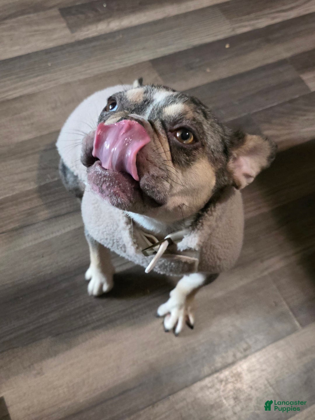 Gallery Image {{count}}