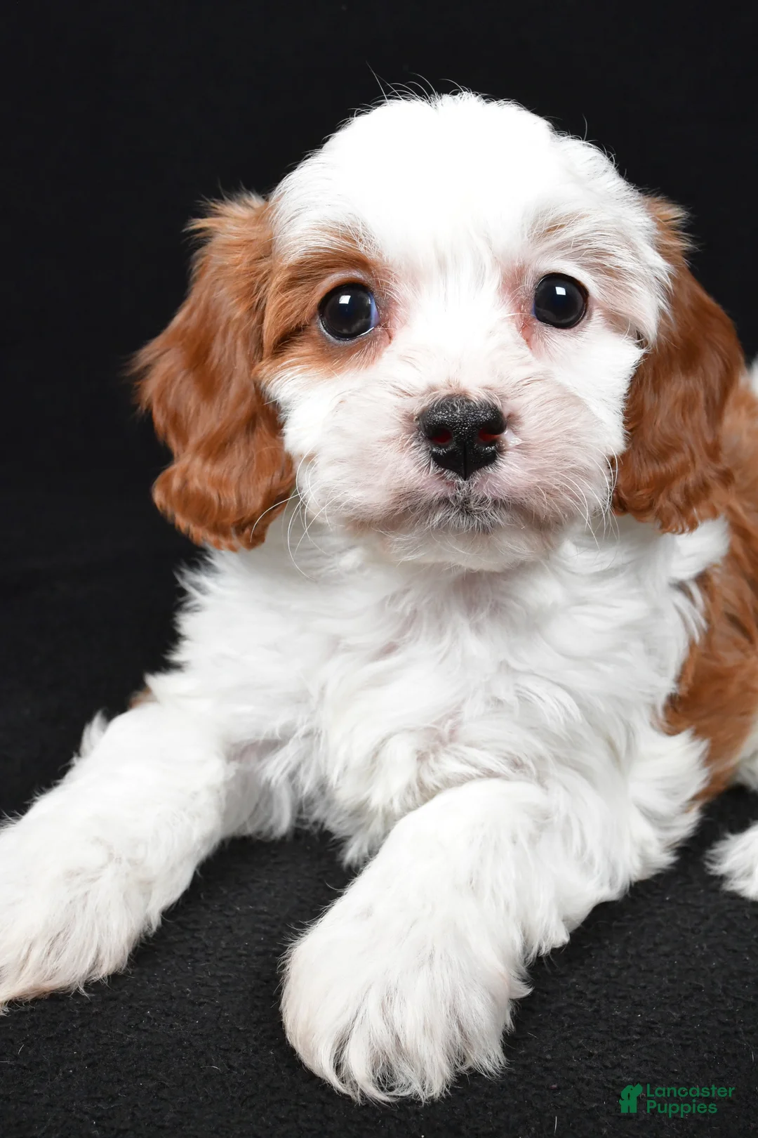 Cavapoo dogs for sale: Katie - Ad 7