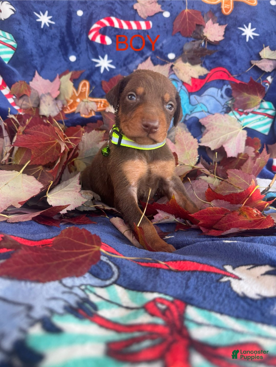 Doberman Pinscher dogs for sale: Doberman Pinscher Puppy 1 - Ad 1