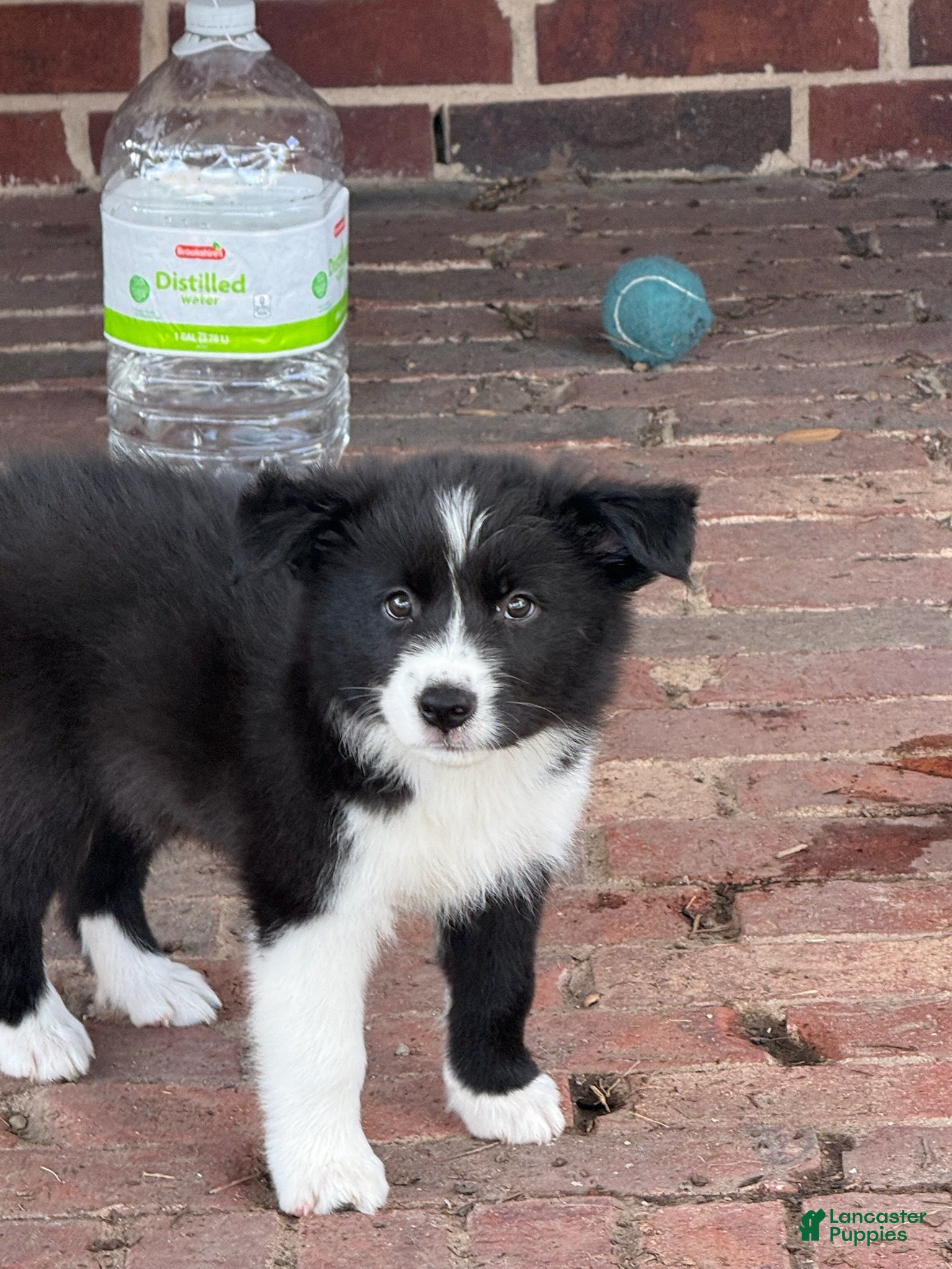 Border Collie dogs Ricky - Ad 3