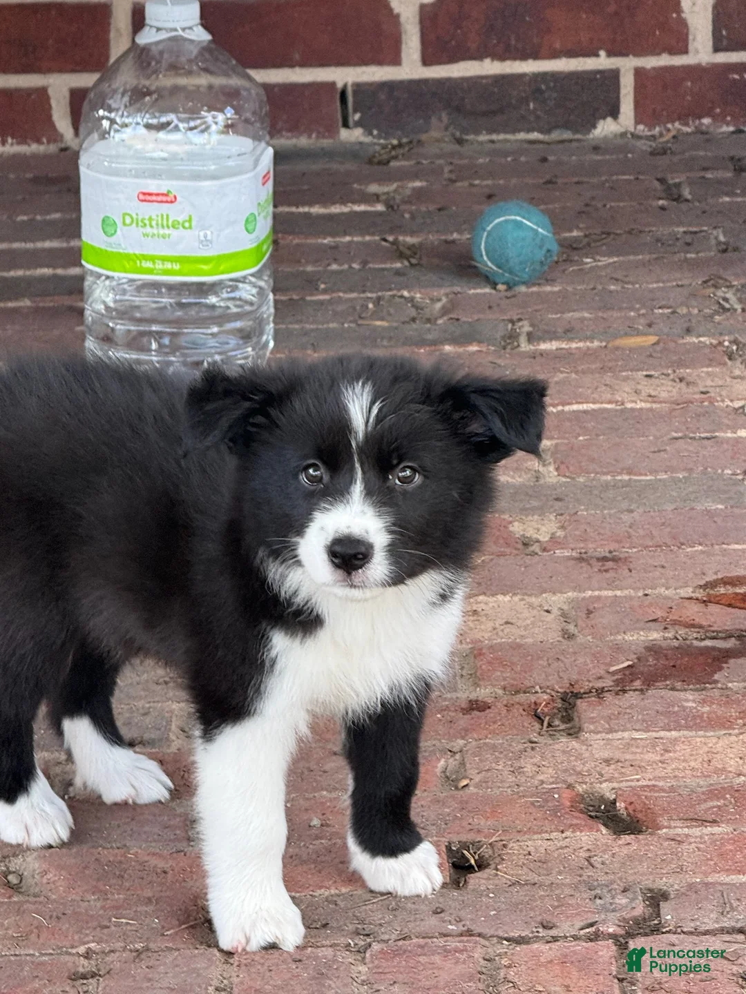 Border Collie dogs for sale: Ricky - Ad 1
