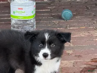 Border Collie dogs Ricky - Ad 3