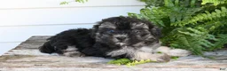 Morkie dogs for sale: Archie - Ad 1
