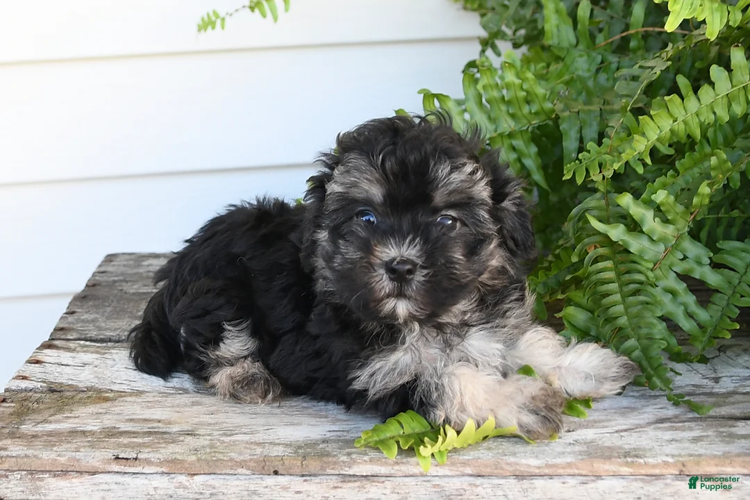 Morkie dogs for sale: Archie - Ad 1
