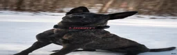 Dutch Shepherd dogs for sale: Akela - Ad 12