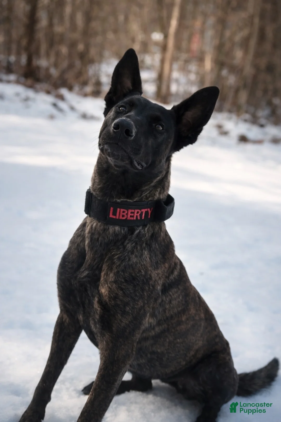 Dutch Shepherd dogs for sale: Akela - Ad 12