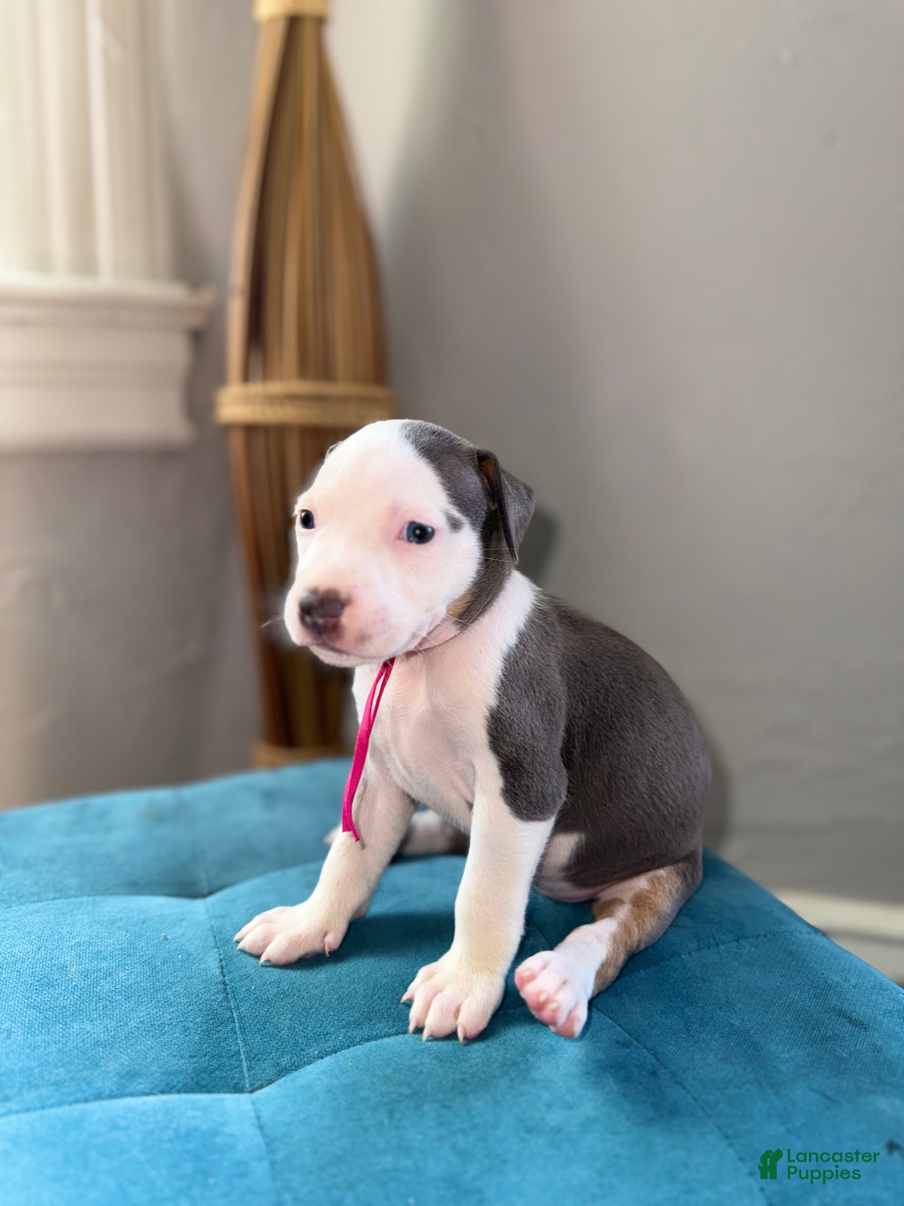 Blue nose American Pit Bull Terrier Puppies for sale Lancaster