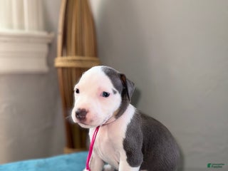 American Pit Bull Terrier dogs - Ad 15
