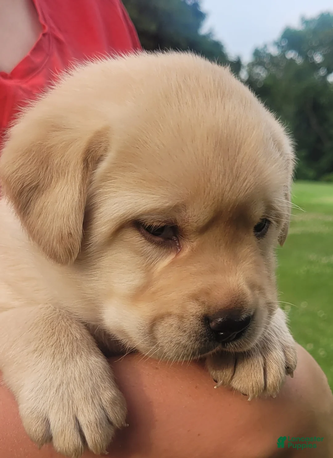 Labrador Retriever dogs for sale: Meadow  - Ad 2