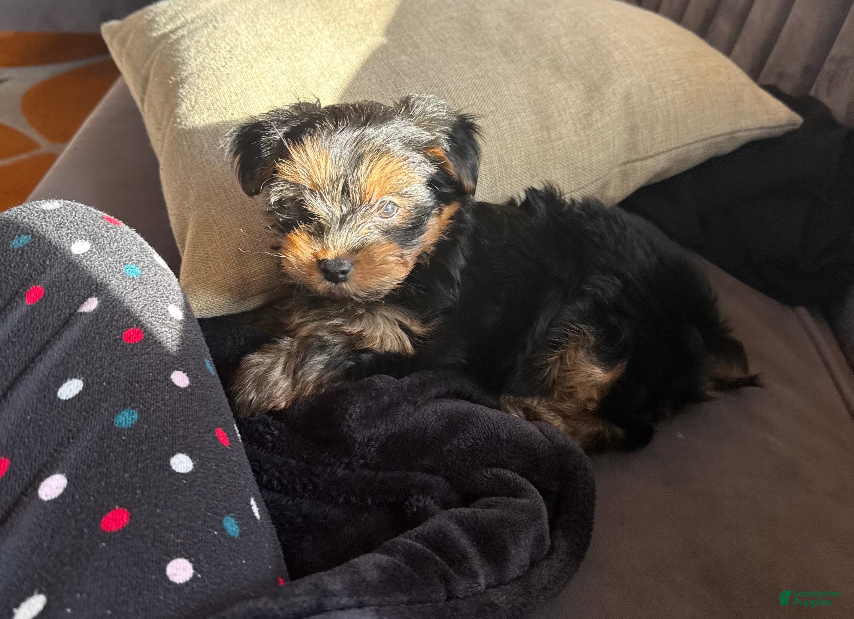 Yorkshire Terrier dogs Yorkshire Terrier Puppy 2 - Ad 1