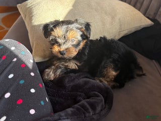 Yorkshire Terrier dogs Yorkshire Terrier Puppy 2 - Ad 1