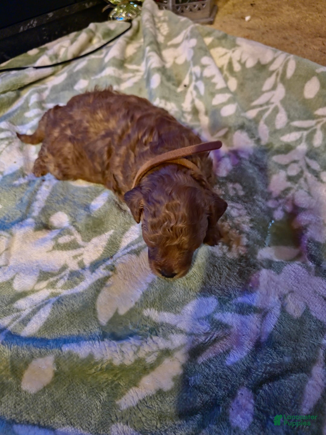 Mini Goldendoodle dogs for sale: Nova - Ad 24