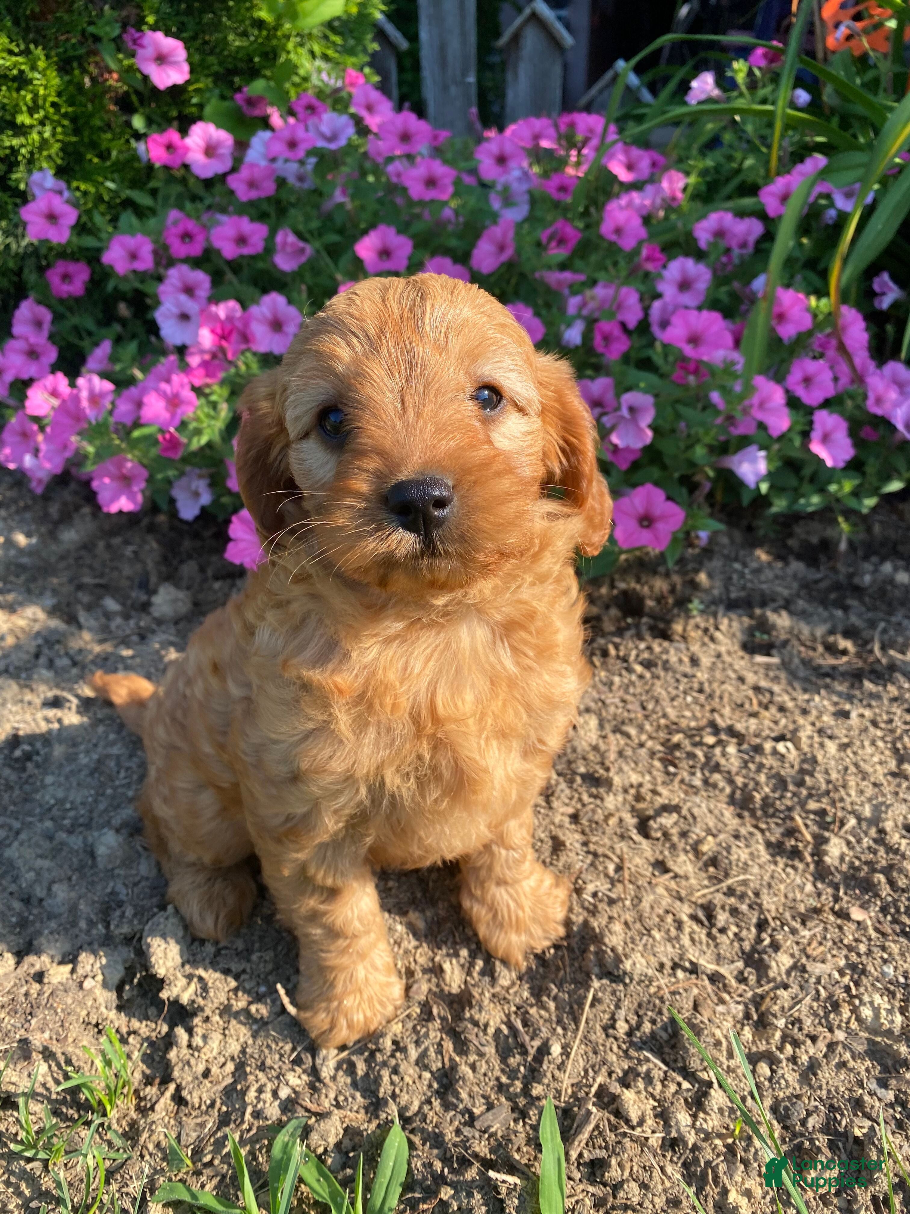Cavapoo dogs Harper - Ad 1