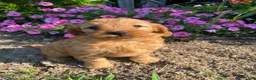 Cavapoo dogs for sale: Harper - Ad 1