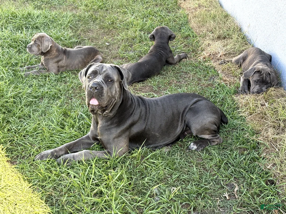Cane Corso dogs for sale: Cane Corso 2 Caleese - Ad 2