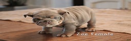 English Bulldog dogs for sale: English Bulldog Puppy 3 - Ad 2