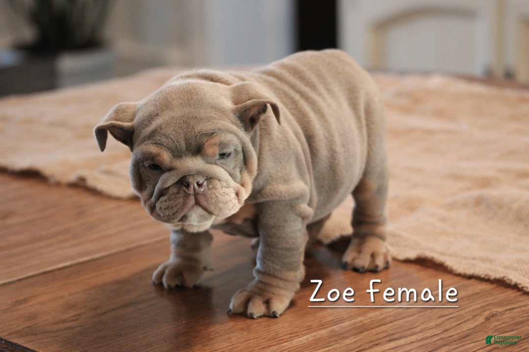 English Bulldog dogs for sale: English Bulldog Puppy 3 - Ad 2
