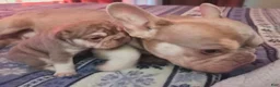 French Bulldog dogs for sale: French Bulldog 3-Greta - Ad 9