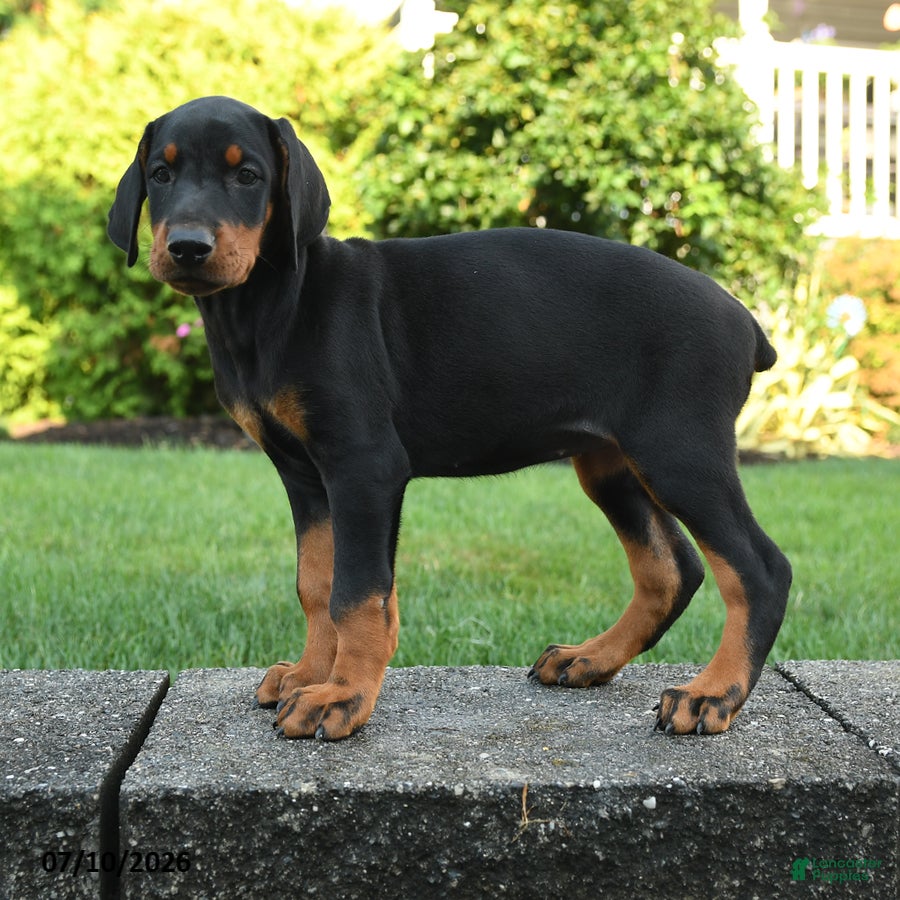 Doberman Pinscher dogs Izzy - Ad 2