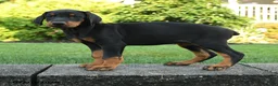 Doberman Pinscher dogs for sale: Izzy - Ad 2