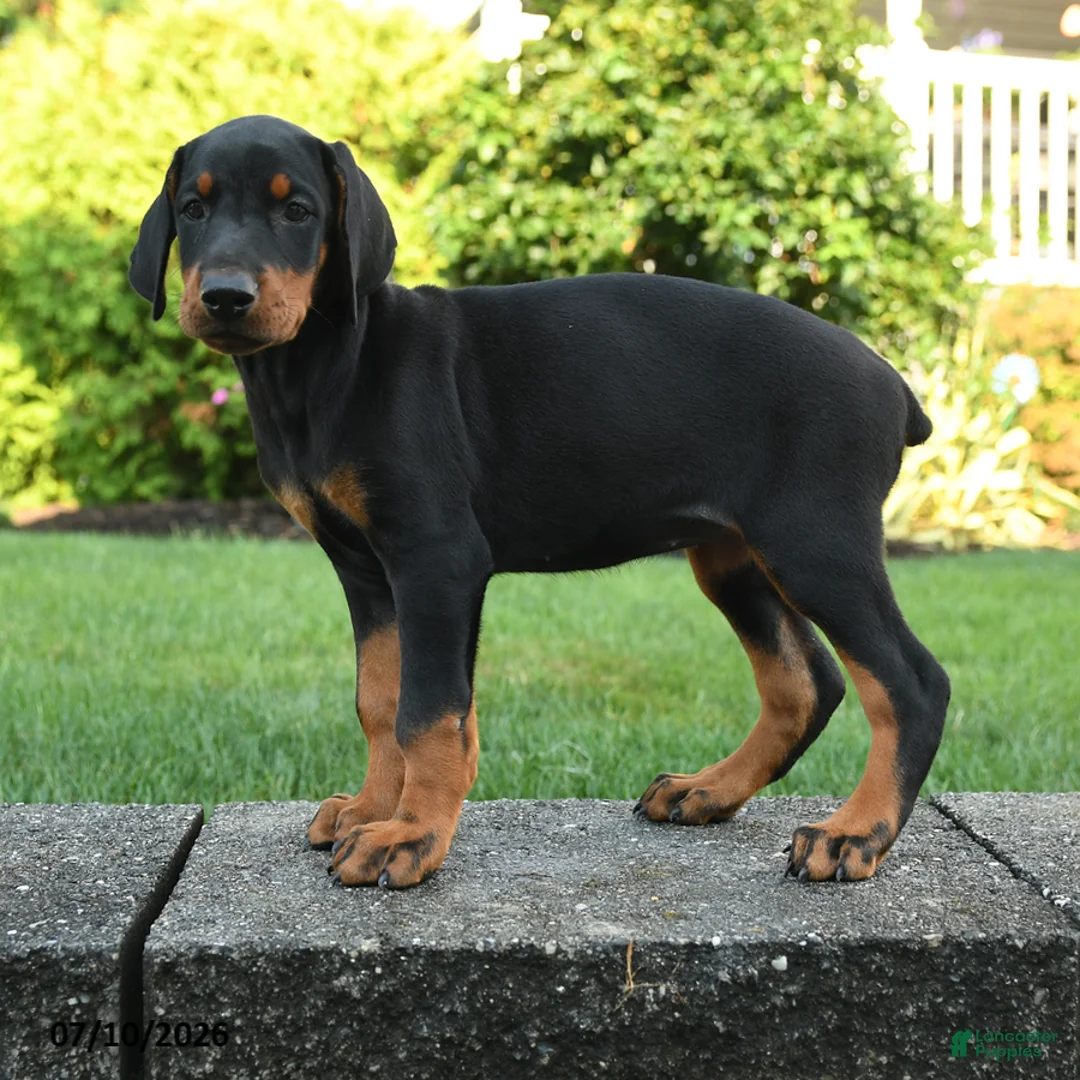 Doberman Pinscher dogs for sale: Izzy - Ad 2