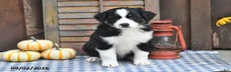 Australian Shepherd dogs for sale: Jake - Ad 3