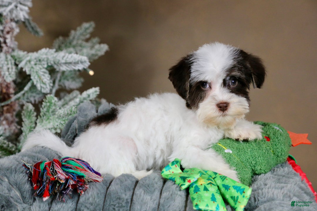 Havanese dogs for sale: Fruitcake - Ad 6