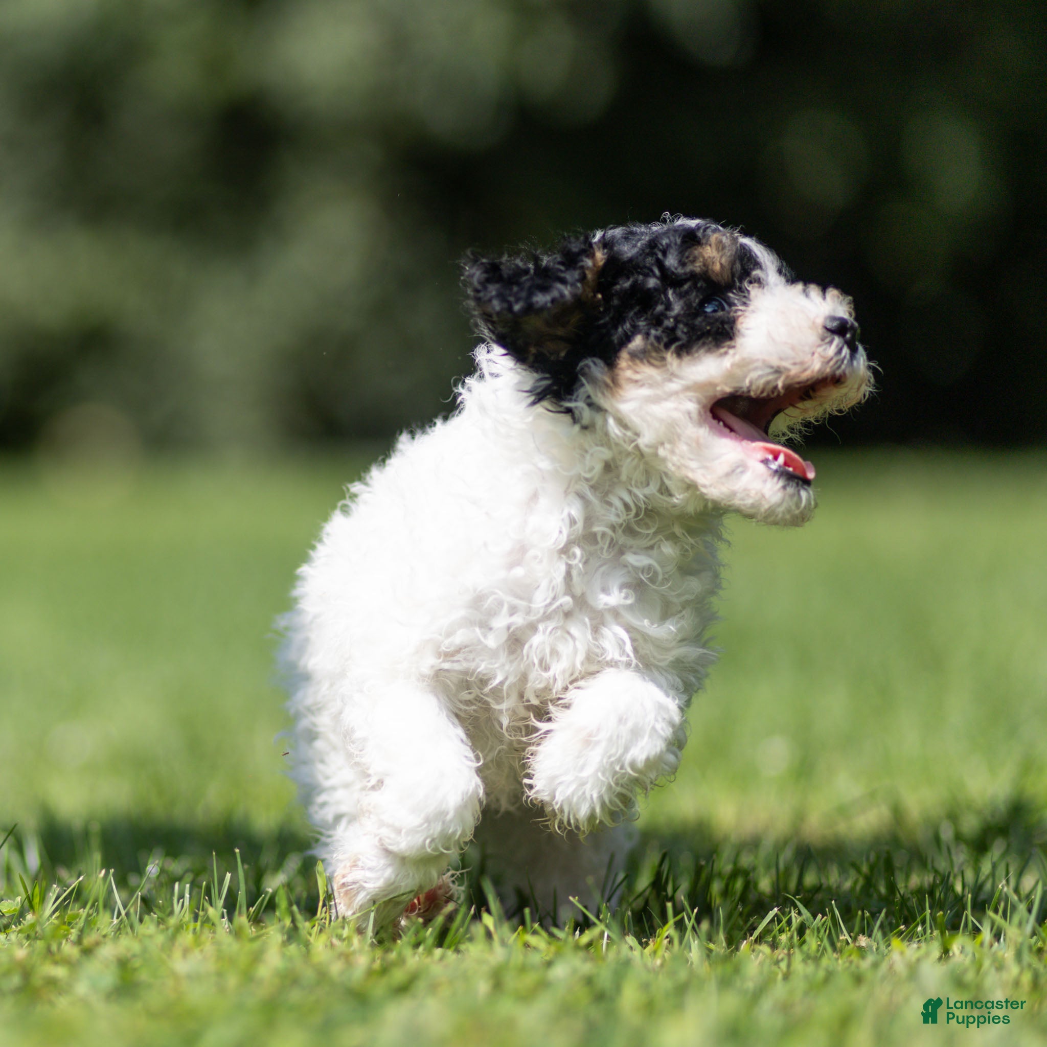 Miniature Poodle dogs Spike Miniature Poodle  - Ad 1
