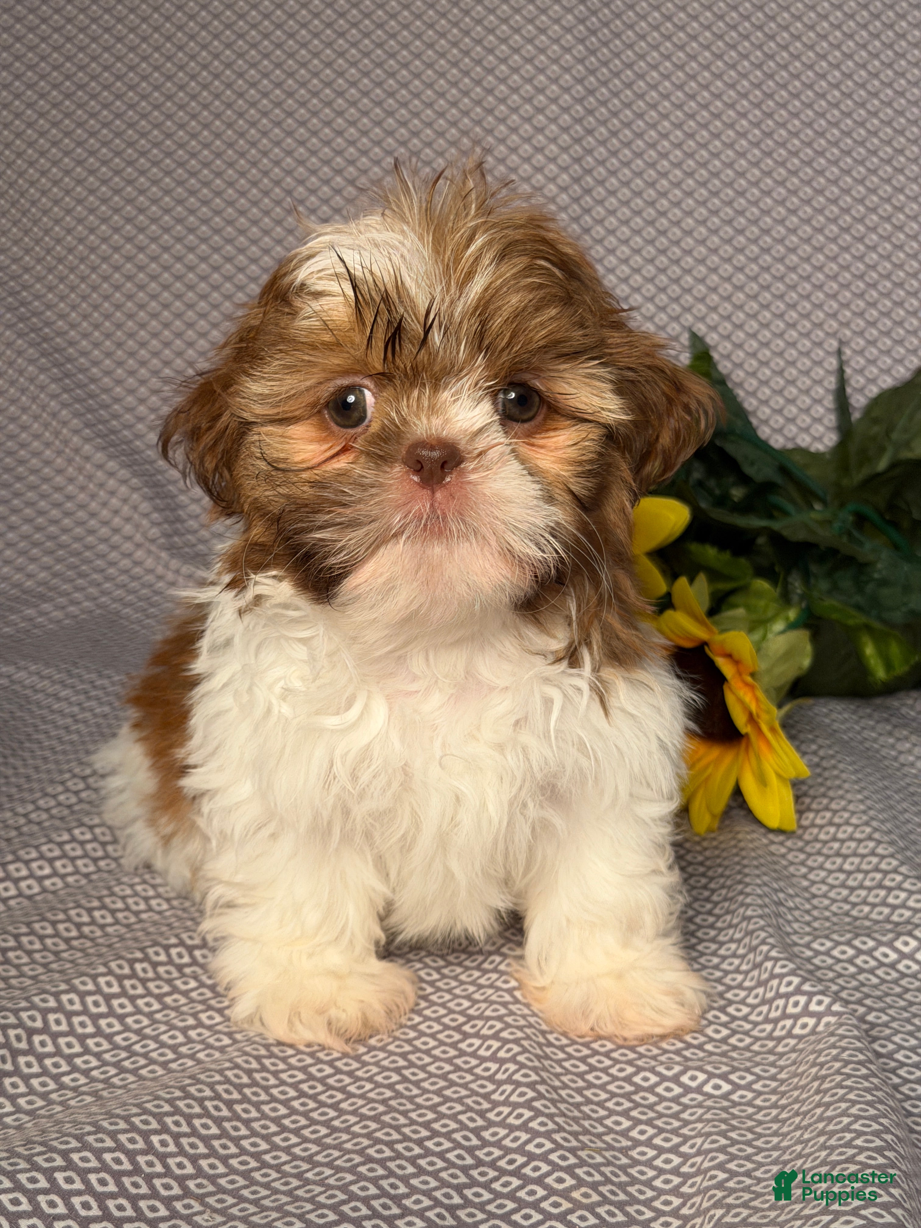 Shih Tzu dogs Emily - Ad 1