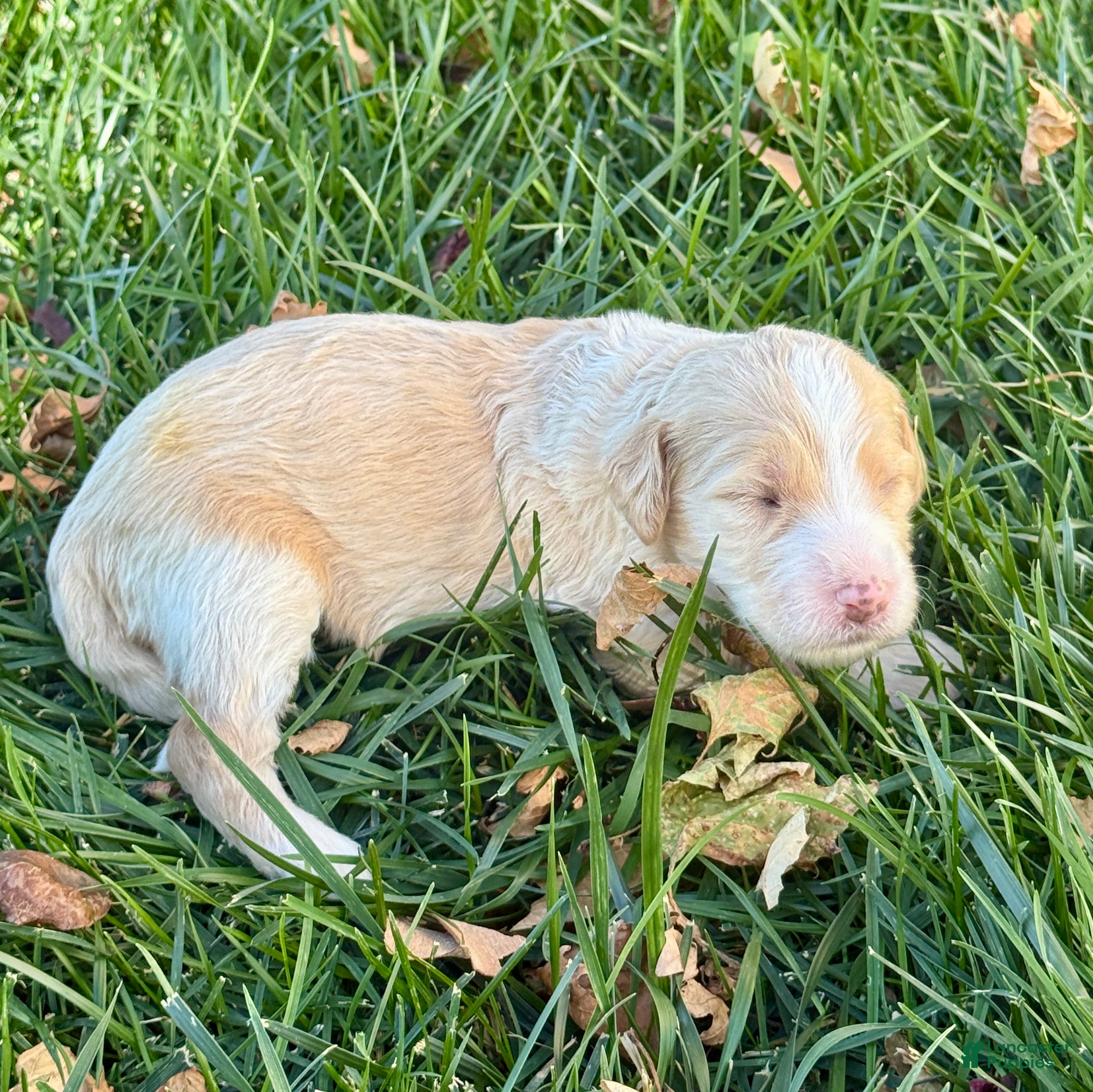 Bernedoodle dogs Jinx - Ad 1