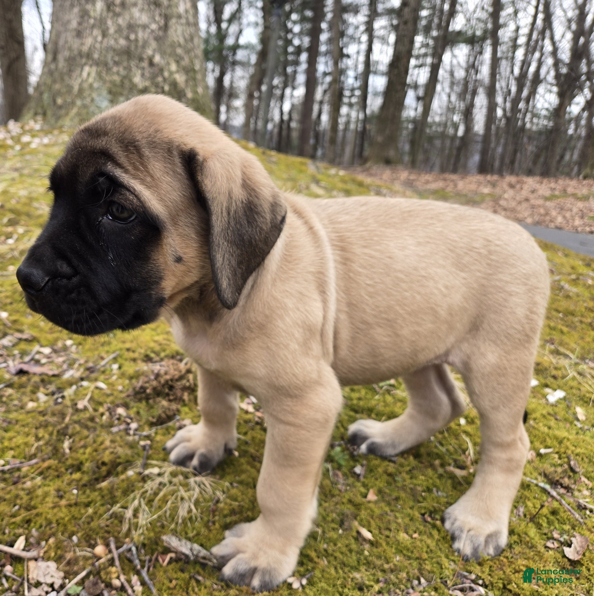 English Mastiff dogs Angel - Ad 16
