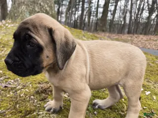 English Mastiff dogs Angel - Ad 16
