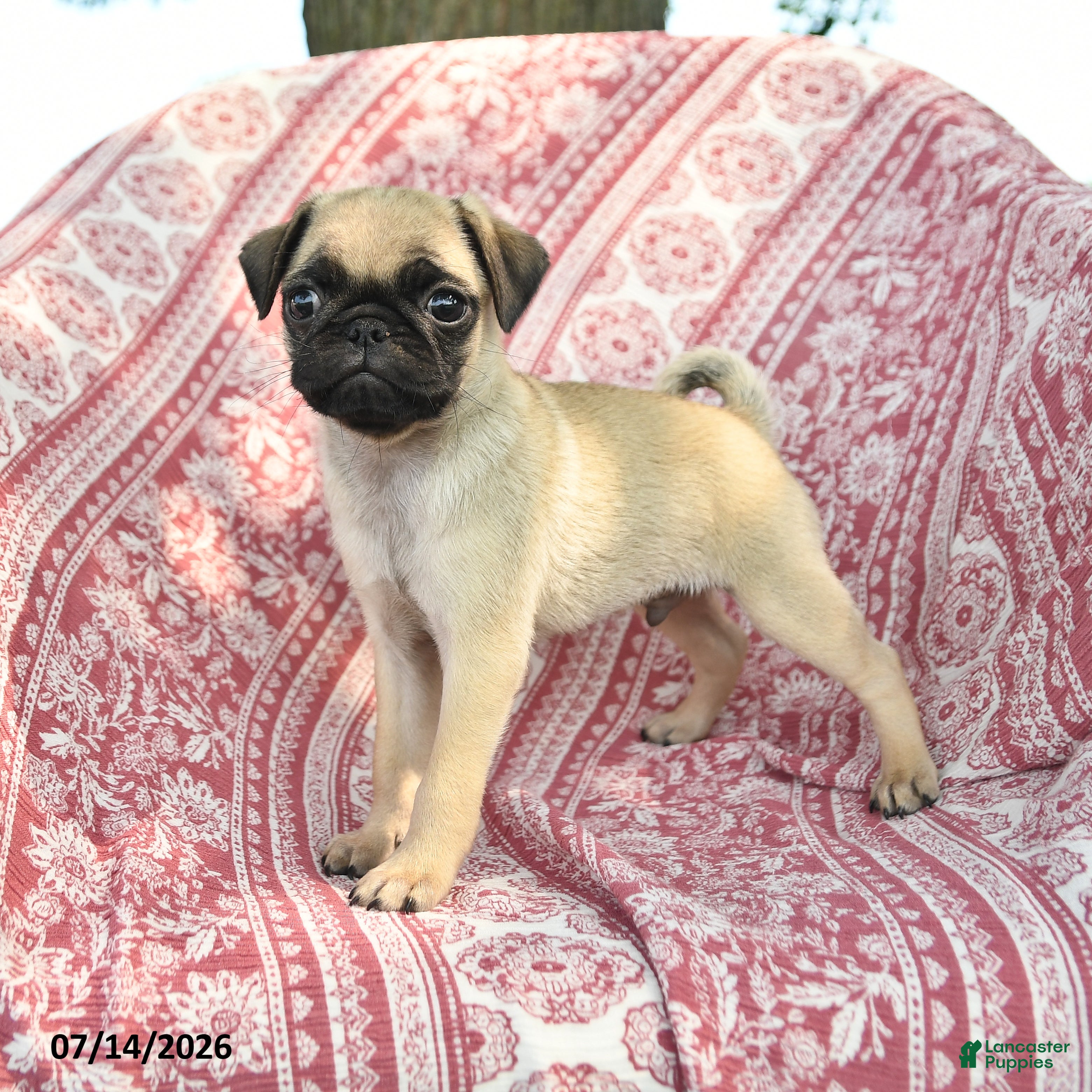 Pug dogs Marcus - Ad 1