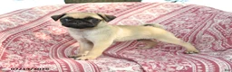 Pug dogs for sale: Marcus - Ad 1