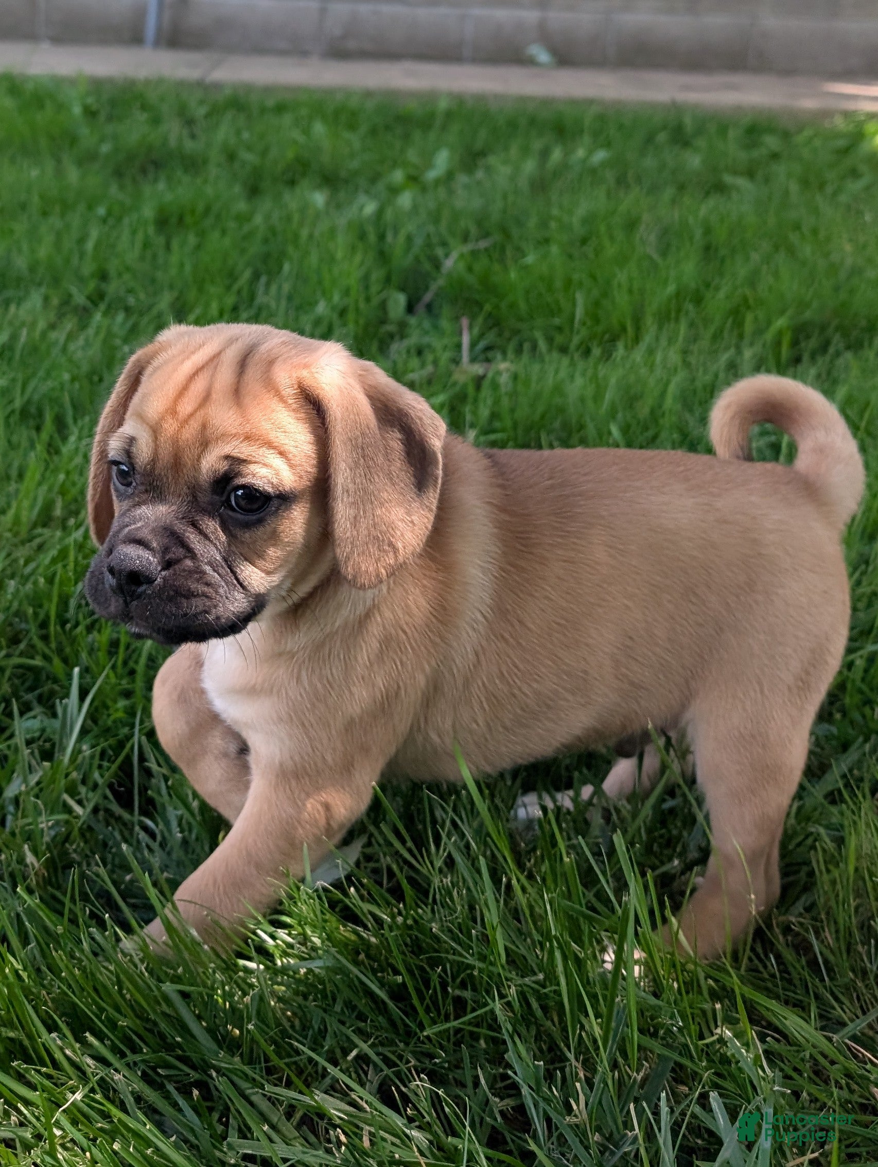 Puggle dogs Kevin  - Ad 1