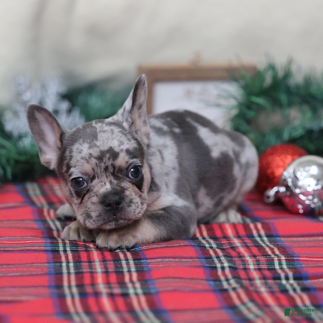 French Bulldog dogs for sale: Alex - Ad 2