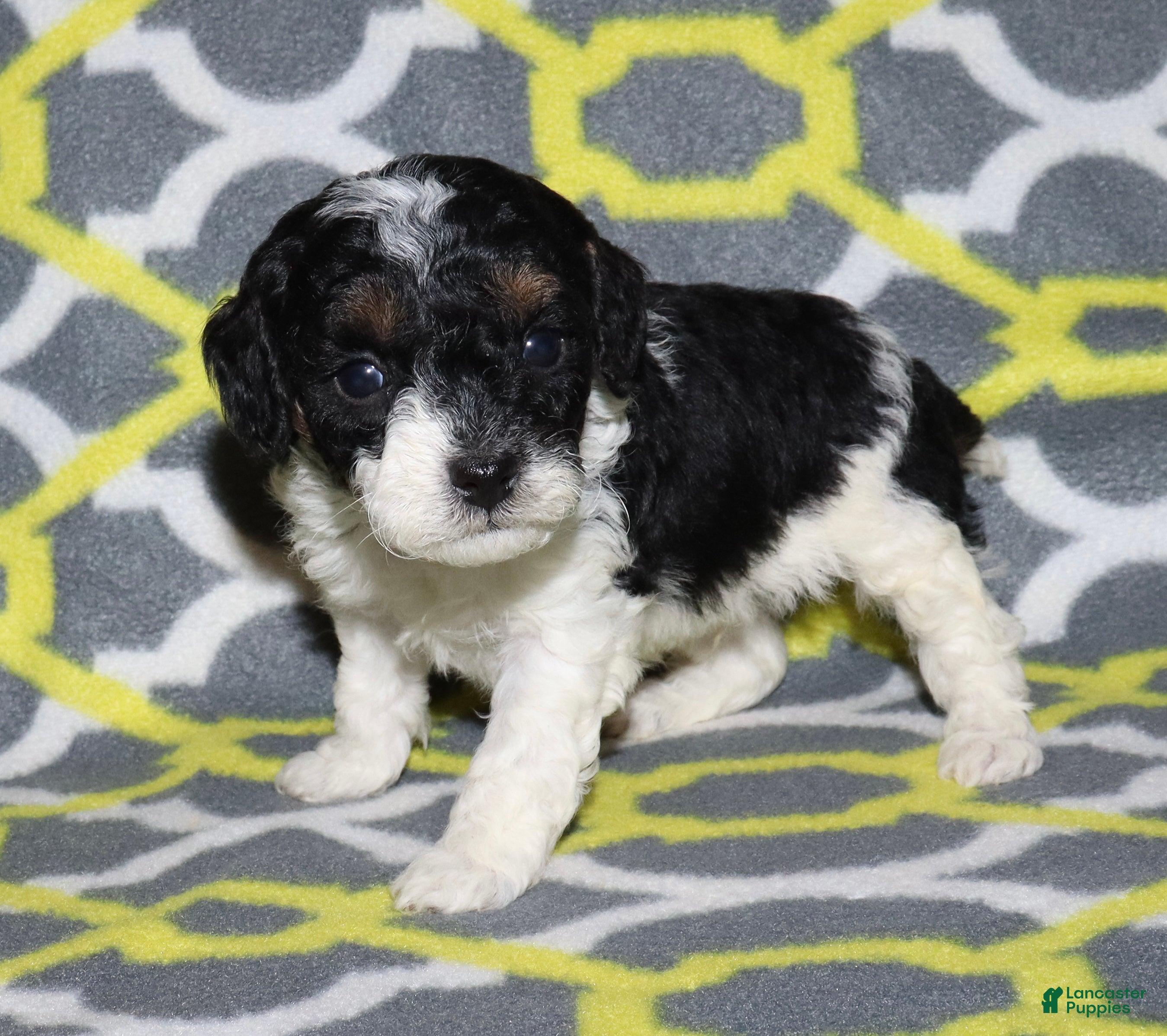 Miniature Poodle dogs Harlee’s Bk&W male - Ad 6