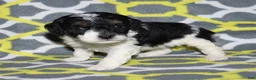 Miniature Poodle dogs for sale: Reserved Harlee’s Bk&W male - Ad 18