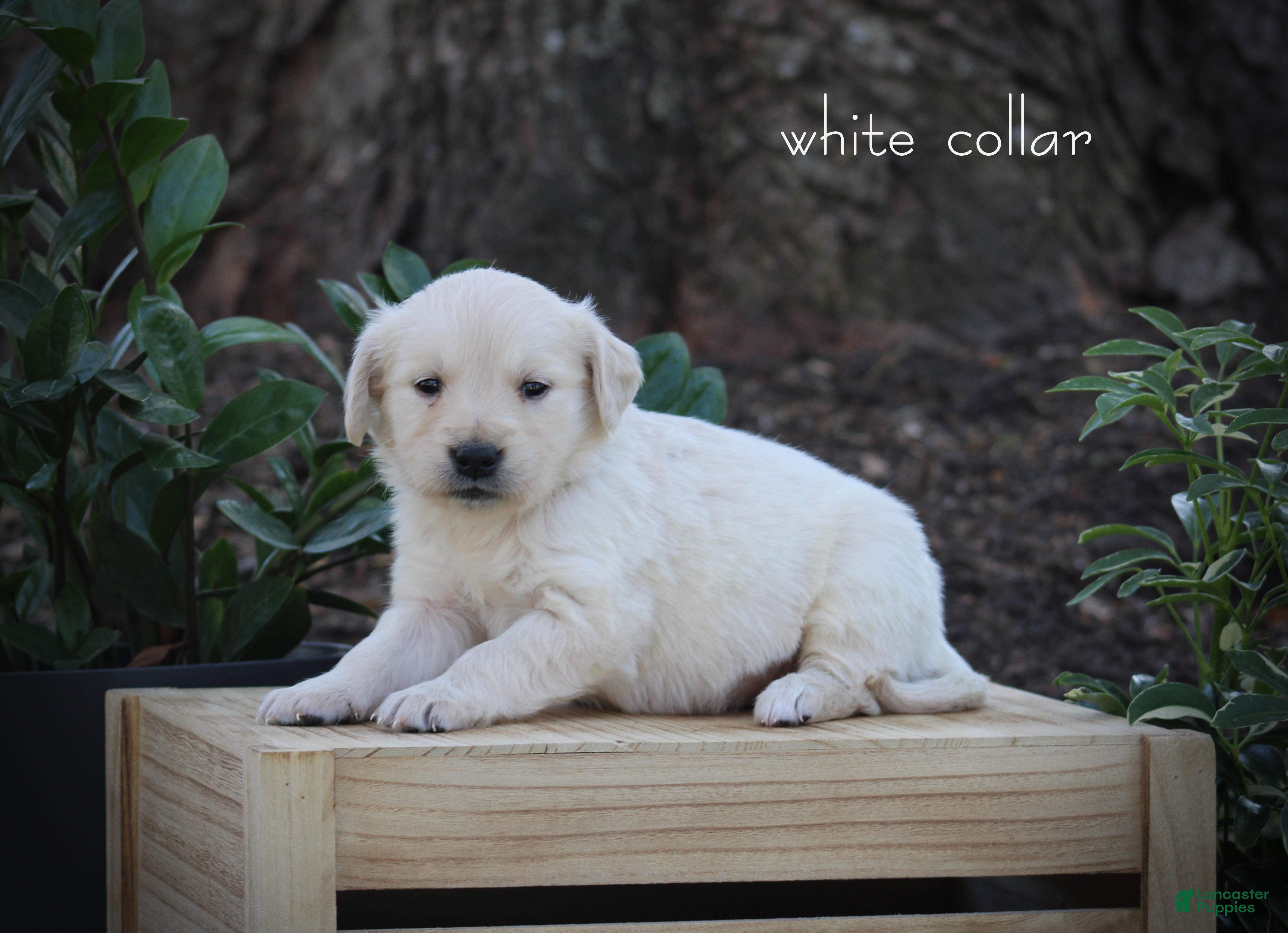 Golden Retriever dogs Golden Retriever White Collar - Ad 1