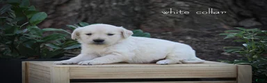 Golden Retriever White Collar