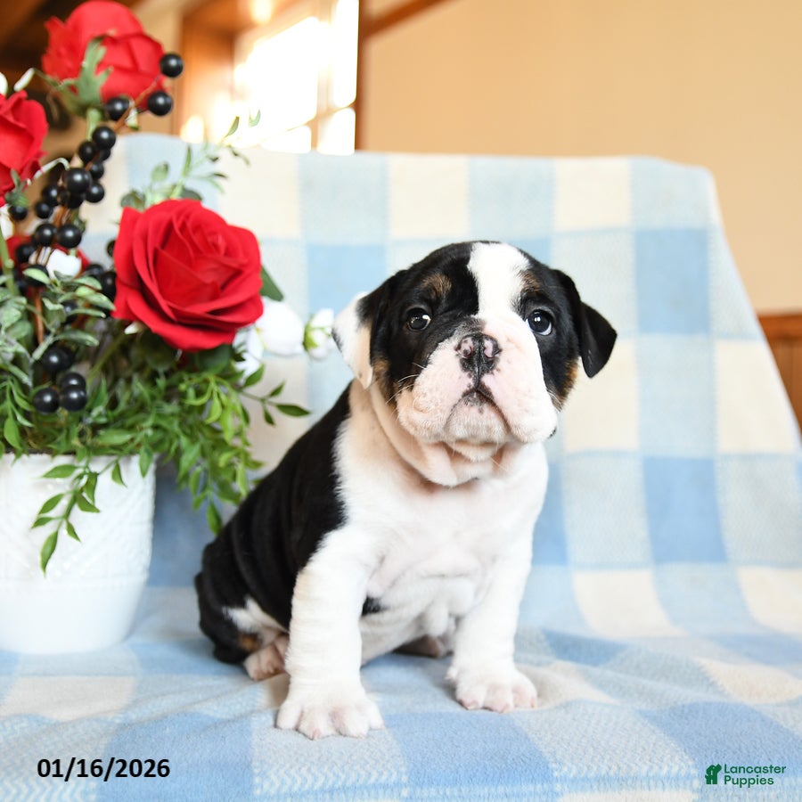 English Bulldog dogs Snoopy - Ad 36