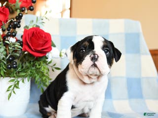 English Bulldog dogs Snoopy - Ad 33