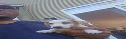 Jack Russell Terrier dogs for sale: Jack Russell Terrier 2 - Ad 25